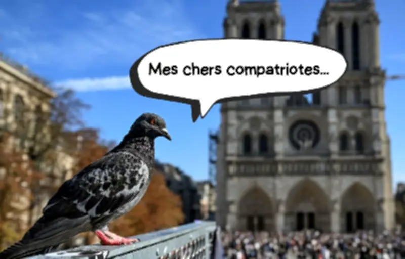 À Rennes, un hôtel 5 étoiles pour pigeons avec contraception intégrée