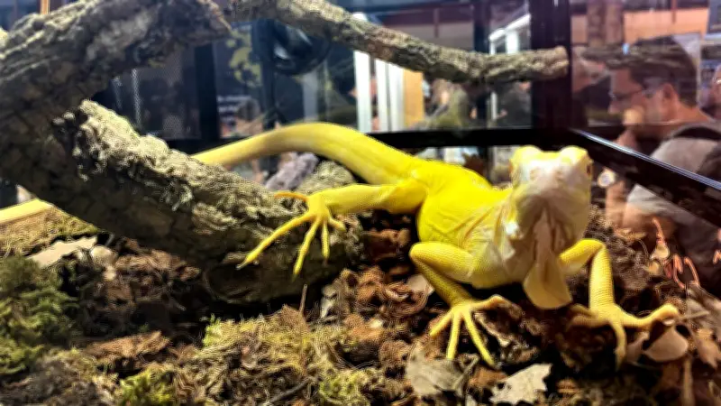 Reptiliades de Nîmes : geckos, serpents et escargots géants attirent les foules