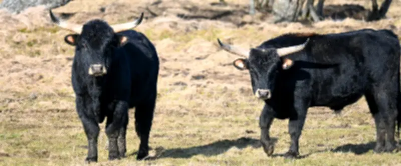 Retour des aurochs au Danemark après 400 ans d'extinction