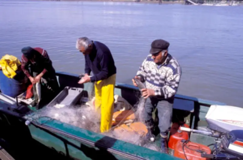 Retour en masse de l'alose et de la lamproie dans l'estuaire de la Gironde en 1987