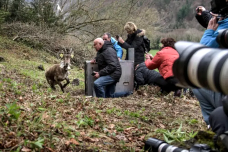 Réintroduction réussie des bouquetins ibériques dans les Pyrénées