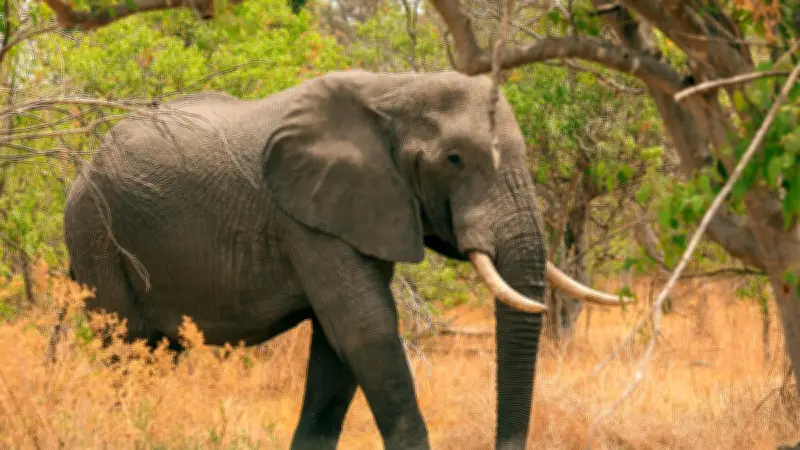 Safari au Sri Lanka : une famille russe attaquée par un éléphant après avoir tenté de le nourrir