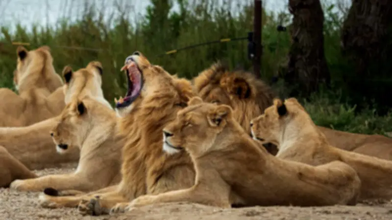 Safari éducatif au centre de loisirs de Montblanc pour les vacances de Pâques