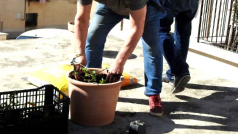 Saint-Gilles transforme un bloc de béton en jardin fleuri grâce à l'association Ville fleurie