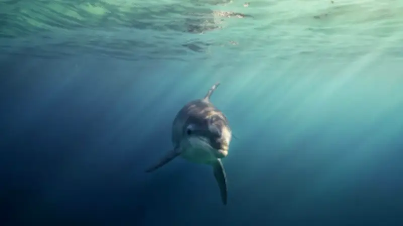 Saint-Jean-de-Luz face au défi d'une dauphine trop sociable : mesures préventives et répressives