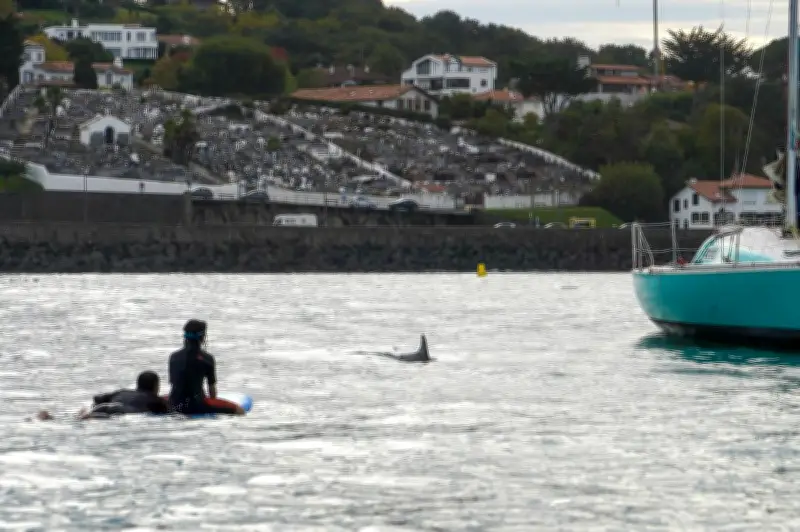Saint-Jean-de-Luz verbalise un jet-ski pour harcèlement de dauphin