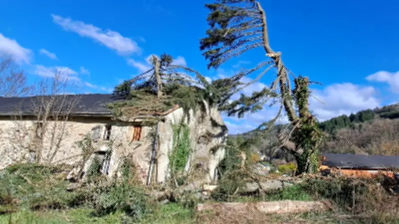 Saint-Jean-du-Bruel dit adieu à son sapin d'Espagne séculaire