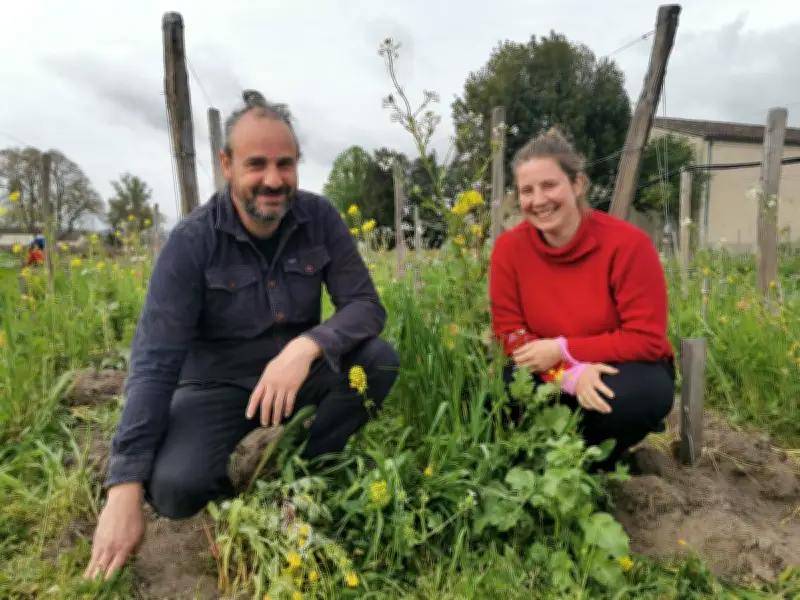 Saint-Émilion : Des fleurs contre le mildiou, une expérimentation viticole bio inédite
