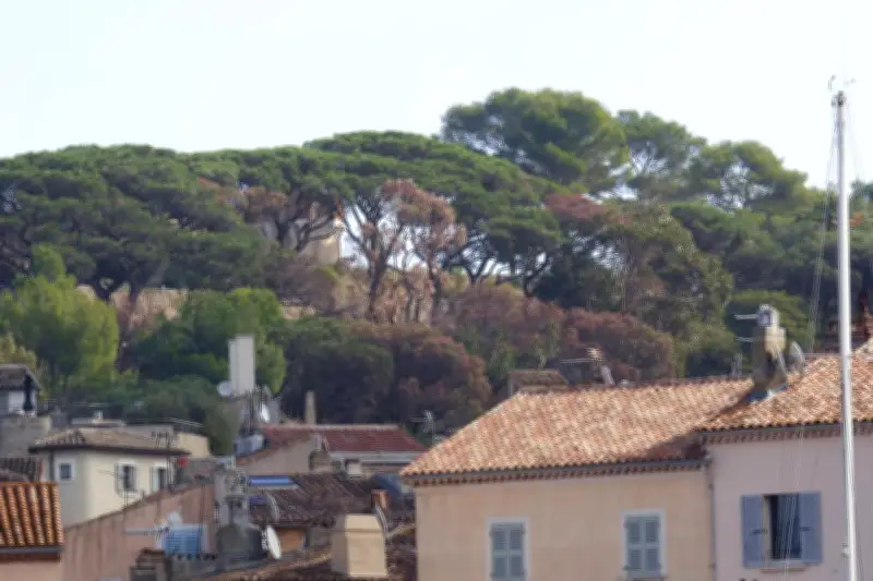Saint-Tropez face à la cochenille-tortue : une lutte acharnée pour sauver les pins parasols