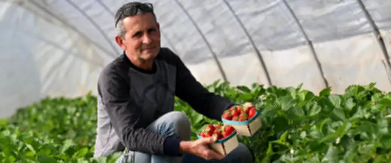 Saison des fraises retardée par le manque de soleil : le témoignage d'un producteur du Gard