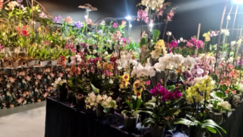 Salon des orchidées à Saint-Just : 3 000 fleurs et 250 variétés exposées