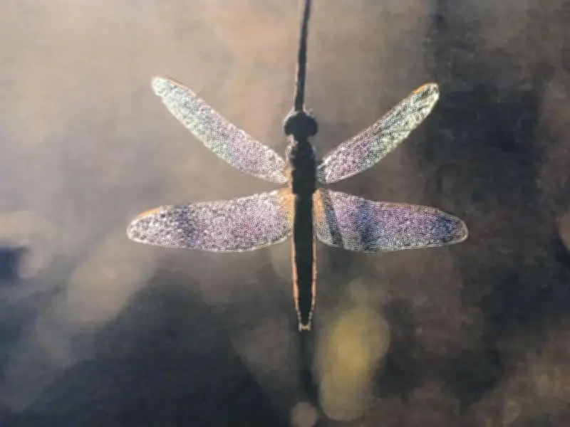 Sandrine Pompèle expose « Papillons et libellules » à Coutras jusqu'au 24 avril