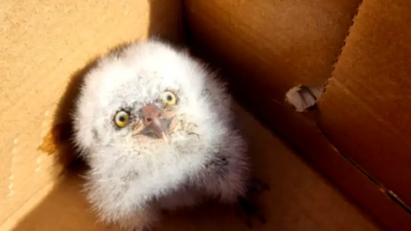 Sauvé par des élèves de la canicule : un bébé hibou secouru près d'Uzès
