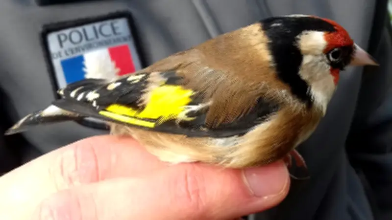Sauvetage de centaines d'oiseaux protégés dans une cave insalubre à Montpellier