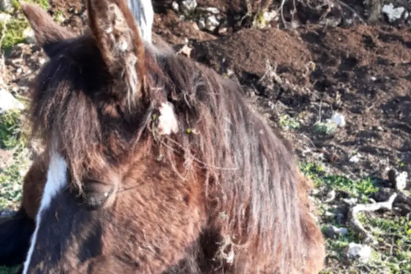 Sauvetage d'une jeune jument dans les Alpes-Maritimes : une cagnotte pour financer une opération urgente