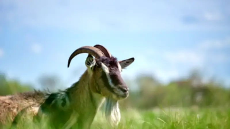 Sauvetage spectaculaire d'une chèvre coincée dans un puits dans le Lot
