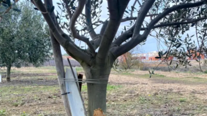 Sauvian : des oliviers dévorés par des hordes de lapins, un oléiculteur désemparé