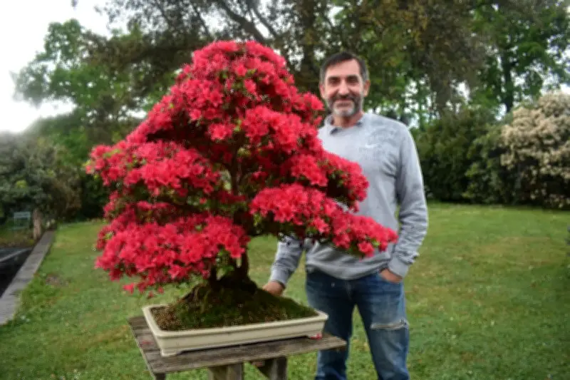 Sébastien Maïmaran, professeur et passionné de bonsaï, expose ses arbres miniatures