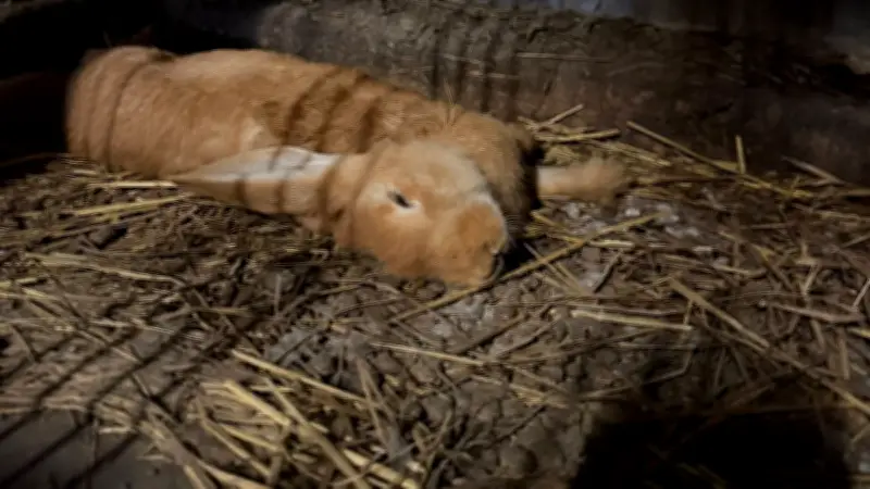 Scène d'horreur animale dans le Tarn : plus de 360 bêtes négligées, une enquête pour dissimulation