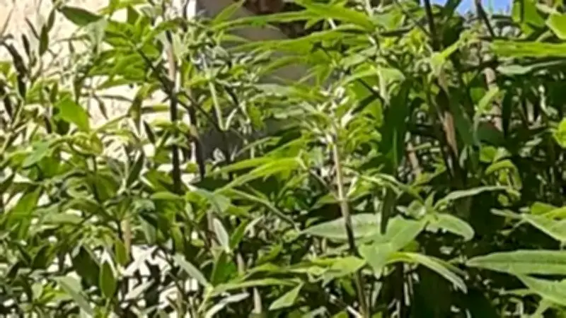 Semaine Sainte à Tresques : Programme des célébrations à l'église Notre-Dame