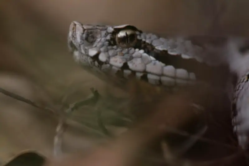 Serpents dans le Var : face aux couleuvres inoffensives, adoptez les bons réflexes