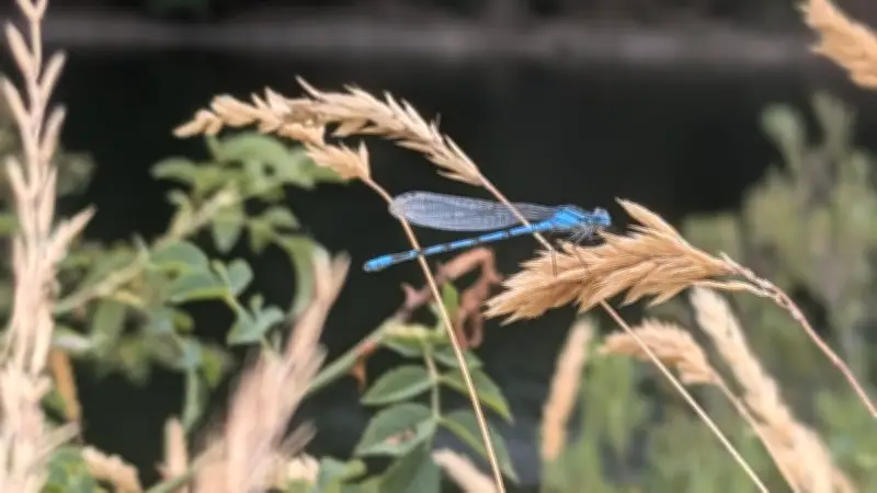Sélection du jour en Lozère : libellules, concert et balade