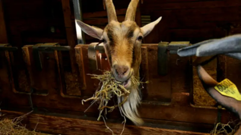 Sorties en Lozère : goûter à la ferme, marché de potiers et visite d'exploitation aromatique