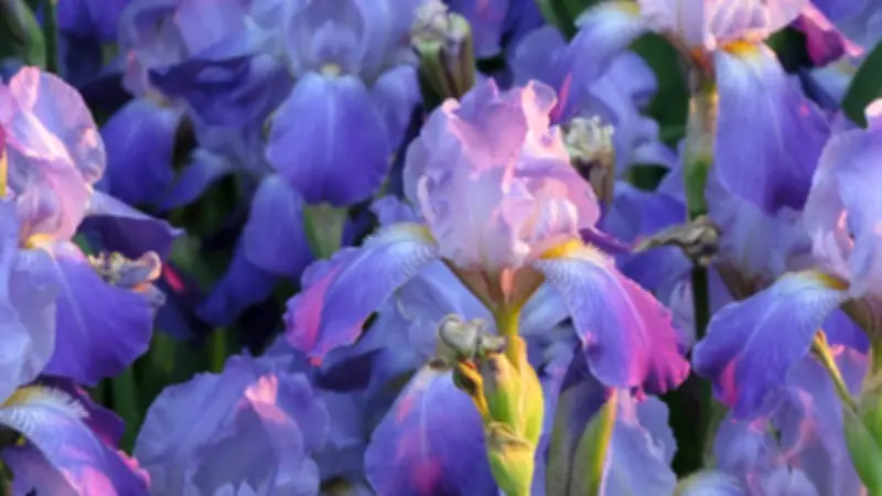 Sorties à Montpellier ce jeudi 23 avril : iris, Brassens et visites guidées