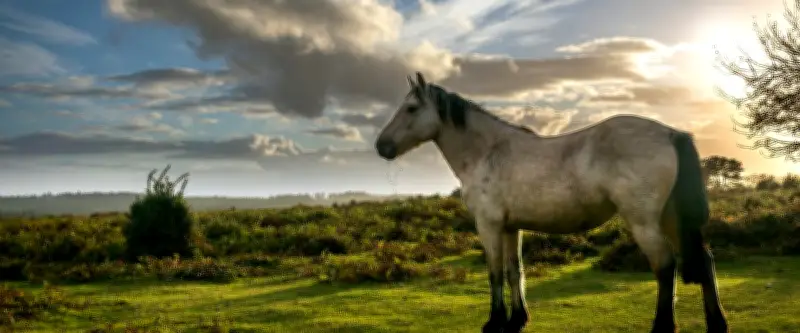 Sortir à Montpellier : Ride & Go, marché de printemps, Club sandwich… ce jeudi 30 avril