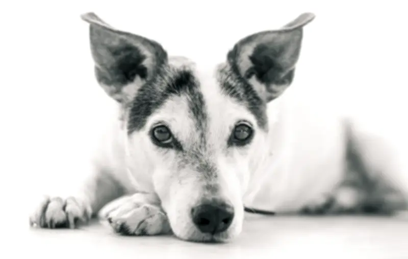 Séparation : faut-il une loi pour la garde partagée des animaux de compagnie ?