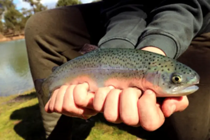 Stages de pêche à la truite dans les Landes pour enfants et adultes en avril