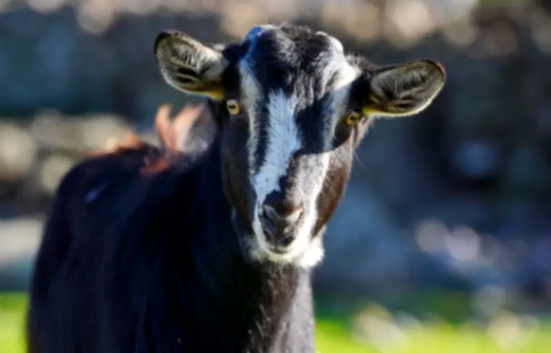 Sévices sexuels sur des chèvres aux Pennes-Mirabeau : un suspect de 19 ans interpellé