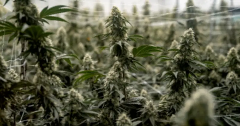 États-Unis : le cannabis reclassé comme drogue peu dangereuse