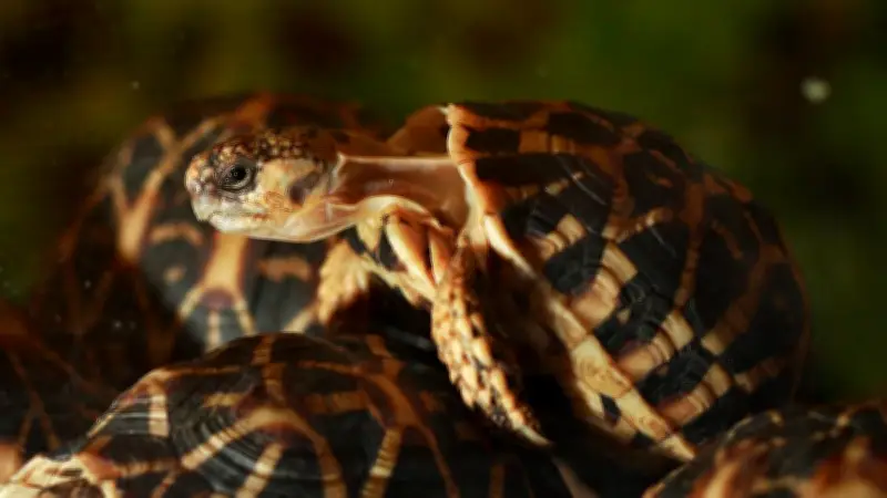 Taïwanaise arrêtée à Bangkok avec 30 tortues protégées sous ses vêtements