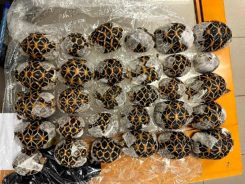 Taïwanaise arrêtée à Bangkok avec 30 tortues sous ses vêtements