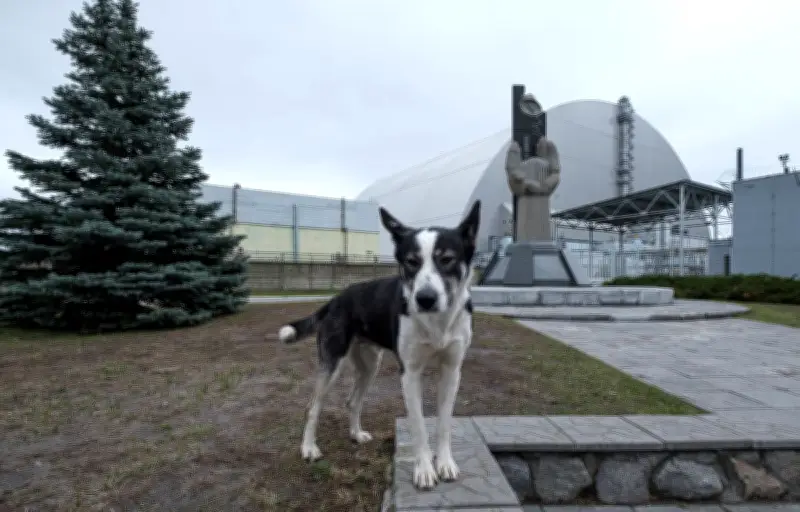 Tchernobyl : 40 ans après, les chiens de la zone d'exclusion intriguent