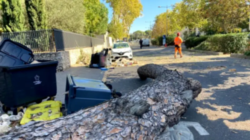 Tempête Benjamin : chutes d'arbres à Montpellier, circulation perturbée