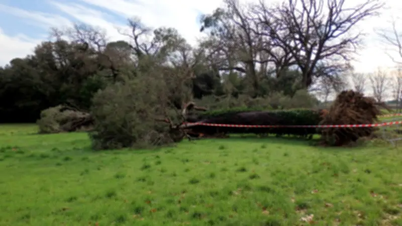 Tempête à Castries : Un pin bicentenaire déraciné révèle l'histoire du château