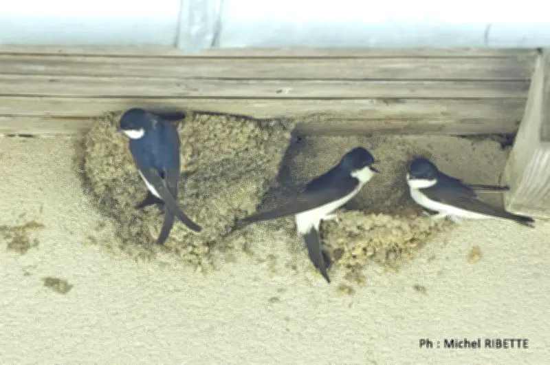 Terre en Vert installe des nichoirs à Pays-de-Belvès pour sauver les hirondelles