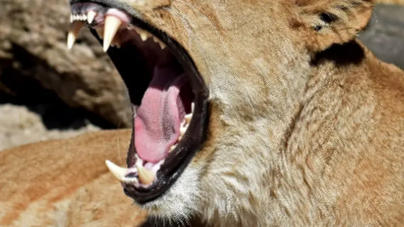 Thaïlande : une lionne s'échappe et attaque un enfant, le garçon hospitalisé