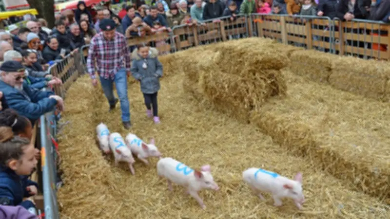 Tiercé de cochons à Vabres-l'Abbaye : les associations exigent l'arrêt d'un "jeu scandaleux"