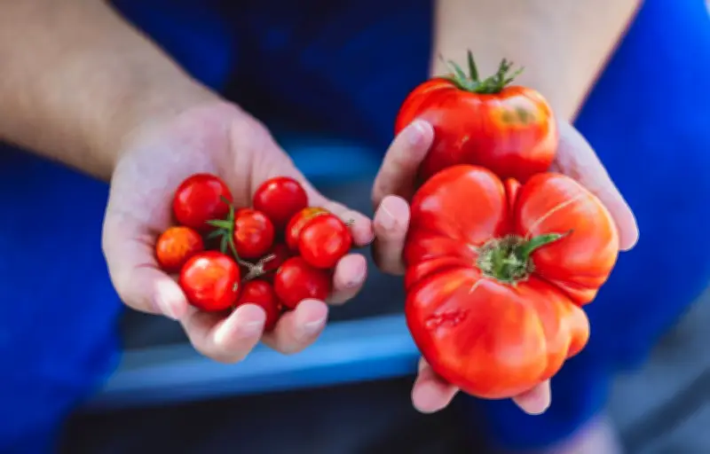 Tomate, courgette, avocat : fruit ou légume ? Le débat botanique et culinaire