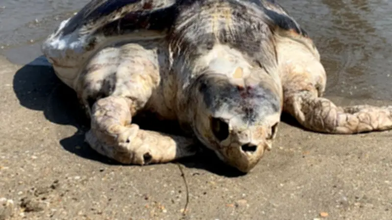 Tortue caouanne échouée sans vie sur la plage du Lido à Sète