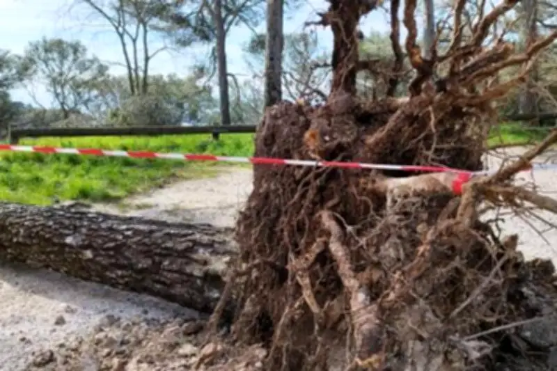 Toulon : le nettoyage post-tempête du Faron achevé pour Pâques