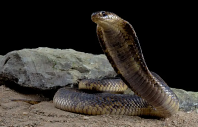 Touriste allemand tué par un cobra glissé dans son pantalon en Égypte