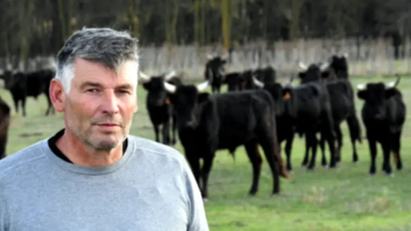 Traditions camarguaises en danger : le cri d'alarme d'un manadier