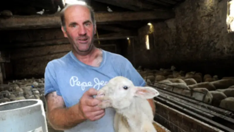 Transhumance menacée par le loup : un berger prêt à abandonner