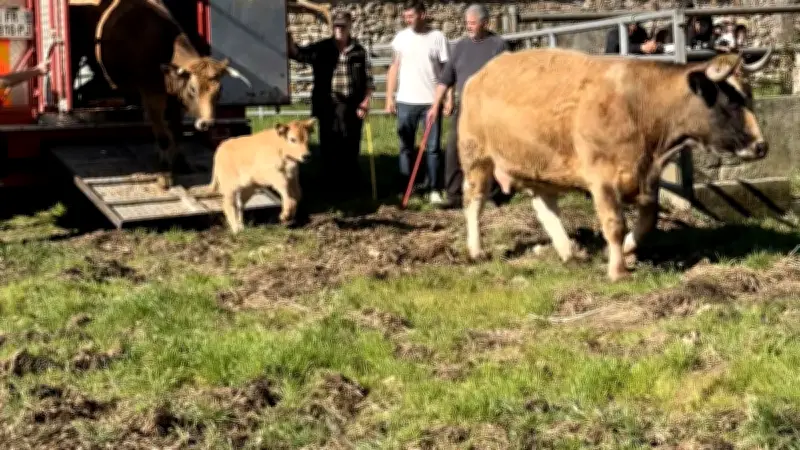 Transhumance printanière : le troupeau Toiron retrouve les pâturages du Pradel