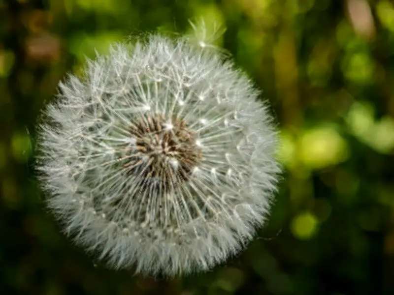 Transition écologique : pourquoi l'émotion, et non la connaissance, est la clé de l'action