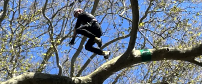 Tree Clim'Big : la compétition de grimpe d'arbres freestyle attire 72 sportifs dans le Gard